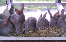 Grape, Poppy, Spring, Jellybean, Windy, Lello, and Raisin - 8 weeks old